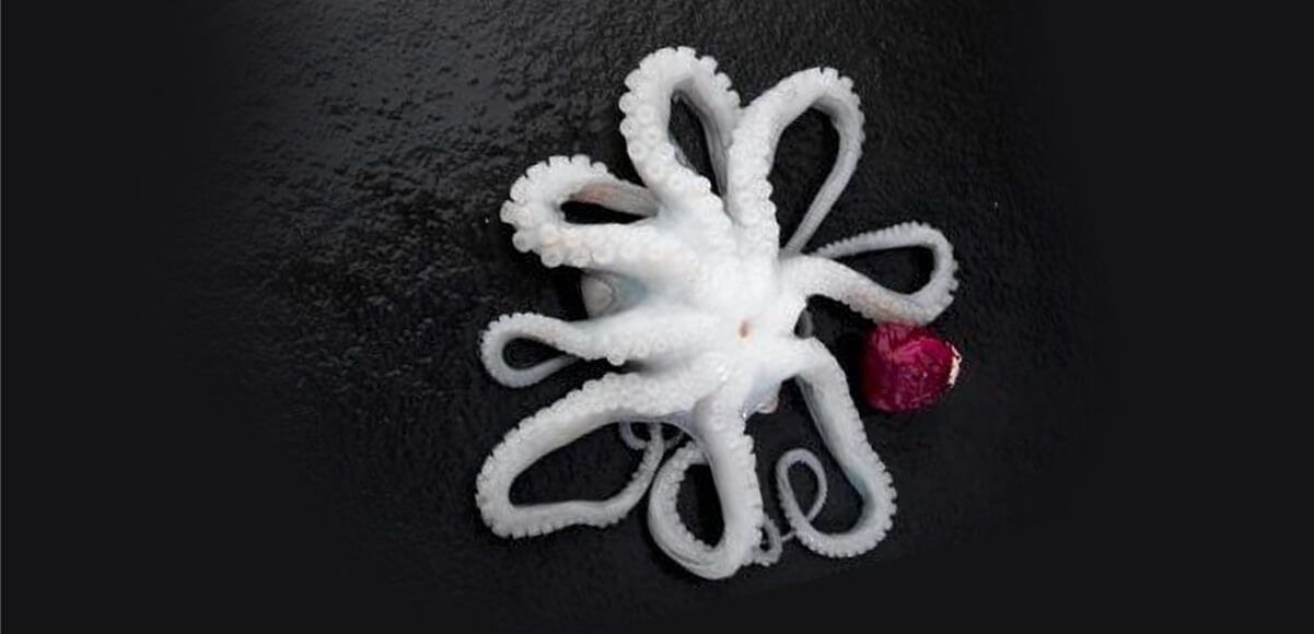 Octopus