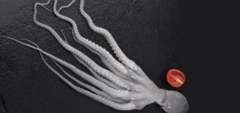 Baby Octopus Whole