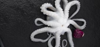 Baby Octopus Whole Cleaned