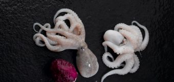Baby Octopus Whole