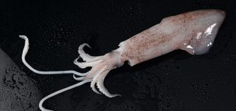 Loligo Squid