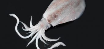 Broad Squid