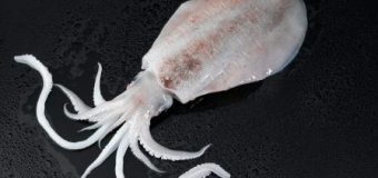 Squid Whole